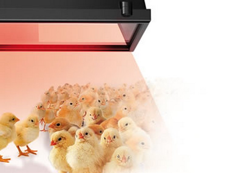 mo-el infrazářič pro drůběž chioccia 1300W